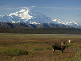 Bull Moose on the Tundra with Mt Mckinley in The Background  Alaska  USA
