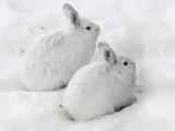 Snowshoe Hares in Winter Pelage Camouflaged in Snow (Lepus Americanus)  Alaska  USA