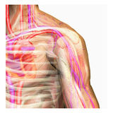Biomedical Illustration of a Human Male Shoulder Showing the Blood Supply  Muscles  and Skeleton