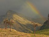 Rainbow and Sunbeam with Contorted Evergreens During a Stormy Afternoon