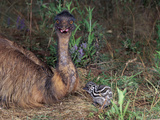 Emu (Dromaius Novaehollandiae) Male with Chick at the Nest  Queensland  Australia