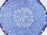 Cross-Section of a Euphorbia Root  LM X10