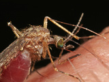 Close Up of a Mosquito Sucking Blood from Human Skin  Order Diptera  Family Culicidae