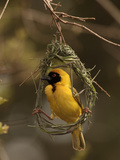 Masked Weaver (Ploceus Velatus) Male Weaving a Nest  Kruger National Park  South Africa