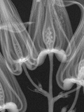 X-Ray of Bleeding Heart Flowers