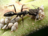 Trap-Jaw Ant (Odontomachus Bauri) Tending Honeydew-Producing Insects  Gamboa  Panama