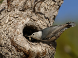 White-Breasted Nuthatch (Sitta Carolinensis) Feeding Chicks in a Nest Hole of a Tree  Arizona  USA