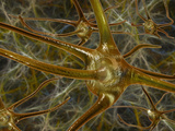 Biomedical Illustration of Neurons