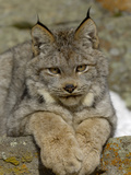 Canadian Lynx (Lynx Canadensis) Sitting on a Rock  USA