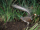 Superb Lyrebird (Menura Novaehollandiae)  Victoria  Australia