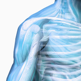Human Male Shoulder Ball and Socket Joint  Showing Bones and Muscles