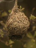 Masked Weaver (Ploceus Velatus) Nest  Kruger National Park  South Africa