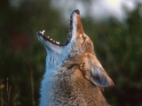 Coyote (Canis Latrans) Howling  Wyoming  USA