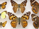 Butterfly Collection