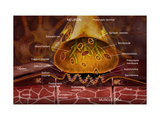 Neuromuscular Junction Illustration of the Junction Between a Motor Neuron and a Skeletal Muscle