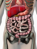 Biomedical Illustration of the Human Abdomen and Thorax Showing the Major Organs