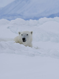 Male Polar Bear (Ursus Maritimus)Patrols Along the Floe Edge in Search of Food