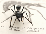 Ant (Dinoponera Australis)