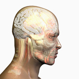 Human Male Head Showing Brain  Skull and Muscles