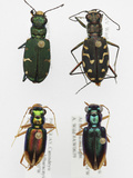 Tiger Beetle Collection