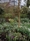 Garden with Lenten Rose (Helleborus Orientalis)  Crocus  and Snowdrops