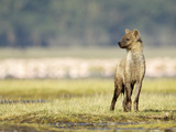 Spotted Hyena Juvenile (Crocuta Crocuta)  Kenya