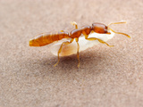 Dracula Ant (Adetomyrma) Worker Carrying Larvae  Captive  Madagascar