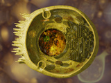 Biomedical Illustration of a Cross-Section of a Human Eukaryotic Cell and its Organelles