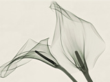 X-Ray of Calla Lily Flowers