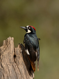Acorn Woodpecker (Melanerpes Formicivorus)  Arizona  USA