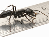 Ant (Dinoponera Australis)  Misiones  Argentina
