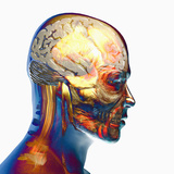 Human Male Head Showing Brain  Skull and Muscles