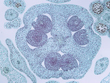 Cross-Section of the Flower Bud of an Onion (Allium)  a Monocot  LM X8