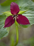 Red Trillium (Trillium Erectum)  Vermont  USA