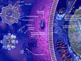Nanovectors for Gene Therapy Nanoshells Directed by Folic Acid Carry Therapeutic Genes