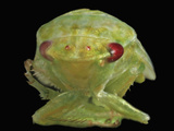 Red-Eye Leafhopper Head (Gyponana)  Order Hemiptera  Family Cicadellidae