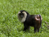 Lion-Tailed Macaque (Macaca Silesus)  Captive