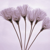 X-Ray of Lisianthus Flowers