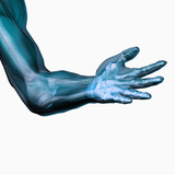 Human Elbow Showing Bones and Muscles