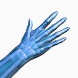 Human Hand Showing Bones and Muscles