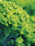 Flowering Spurge (Euphorbia Palustris)