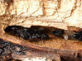 A Colony of Arizona Turtle Ant (Cephalotes Rohweri)