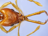 Ant Head Showing its Compound Eyes  Antennae  and Mouthparts