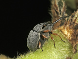 Hollyhock Weevil Male and Female Pair Mating (Apion Longirostre)  Family Brentidae  New Hampshire