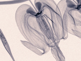 X-Ray of Bleeding Heart Flowers