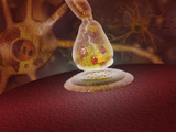 Illustration of the Axon Tip of a Neuron Sending an Electrical Impulse