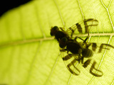 Walnut Flies Mating  Arizona