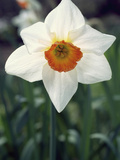 Narcissus Flower  Flower Record Variety