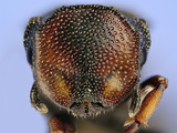 Ant Head (Cephalotes Angustus)