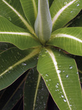 Raindrops on Spurge Leaves (Euphorbia Stygiana)